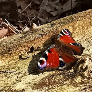 Dagpauwoog vlinder #huaweip30pro #natuurfotografie