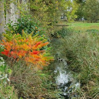 De mooie kleuren van de herfst 😍
#natuur #natuurfotografie #herfstkleuren #mobielfotografie #oneplus9 #dewâlden #broeksterwâld #fotografie